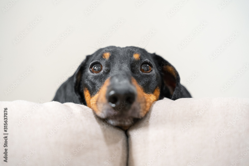 Close up portrait of adorable black and tan dachshund resting his head between the cushions of white sofa. Cute look right to the camera, clever dog eyes. Indoors.
