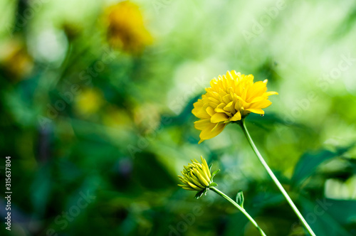 Kwiat makro żółty 