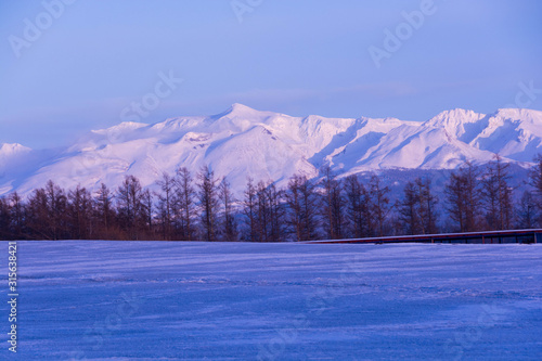夕映えの雪山と融雪剤が撒かれた畑 十勝岳連峰