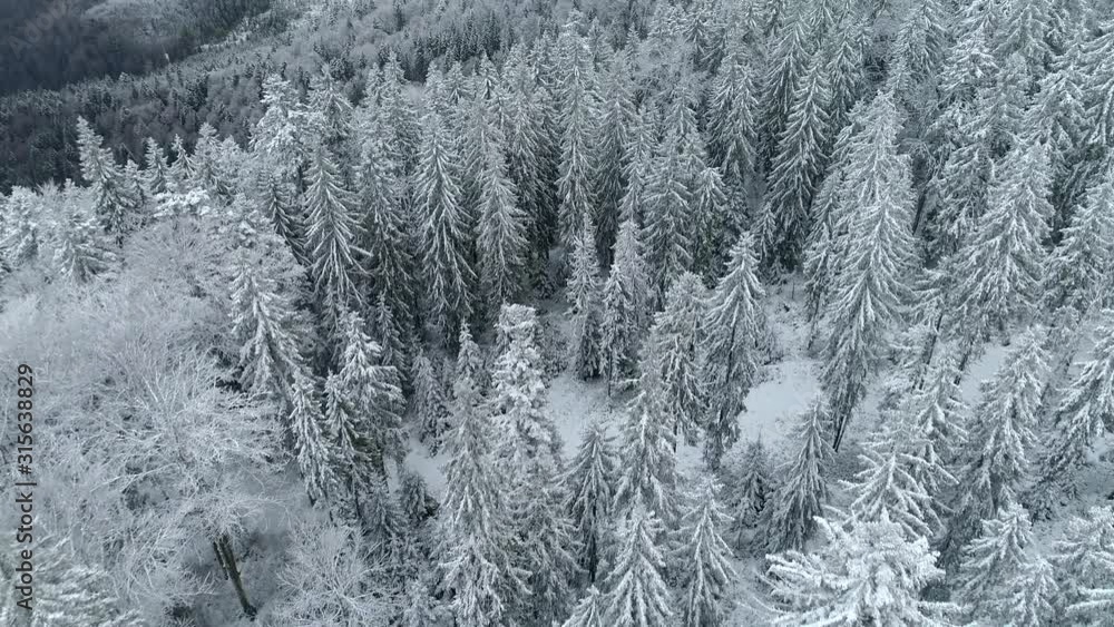 Fly over winter spruce and pine forest. Snowy winter natural landscape. UHD, 4K Fly over winter spruce and pine forest. Snowy winter natural landscape. UHD, 4K
