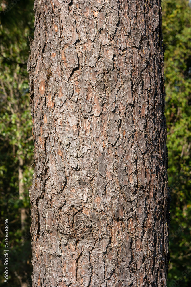 Bark of pine tree texture. Nature wood background. Bark of pine tree texture. Nature wood background.