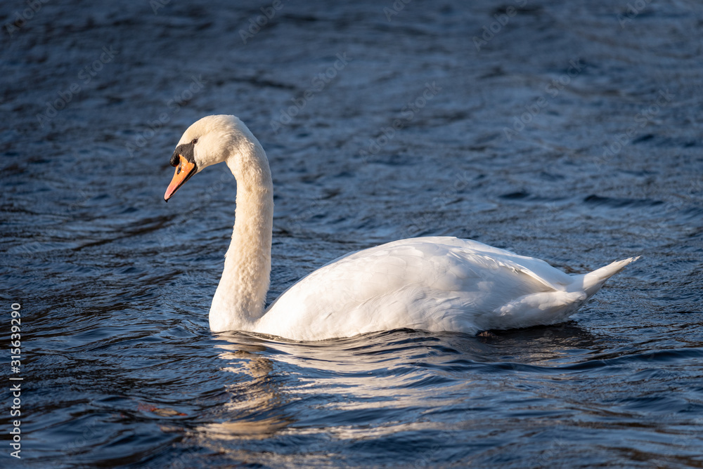 swan on the lake swan on the lake