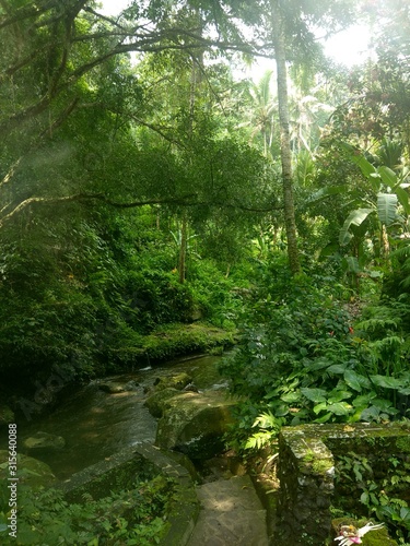 Stream running through sunlit tropical forest in Bali