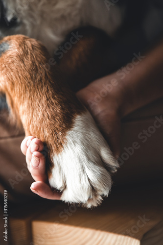 Dog paws and human hand close up. Conceptual image of friendship a dog.
