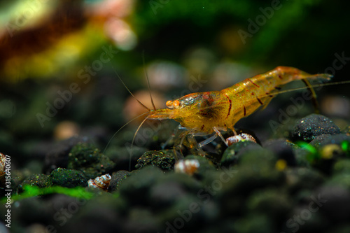 Ti bee orange eye shrimp pets aquarium water nature pets tiger