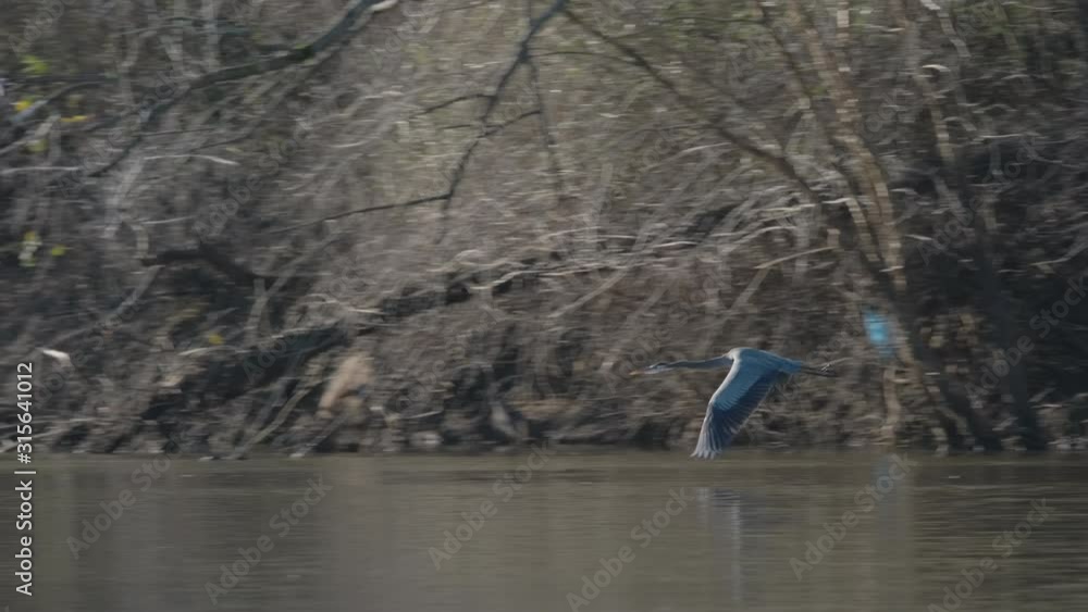 Flying Great Blue Heron Hunts for Fish at the outfall river of the Jordan Lake Recreation Area Dam in North Carolina Flying Great Blue Heron Hunts for Fish at the outfall river of the Jordan Lake Recreation Area Dam in North Carolina