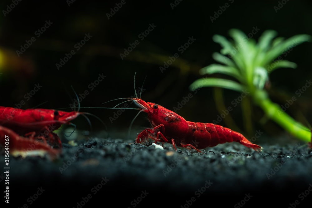 Red neocaridina shrimp fire pet aquarium freshwater nature macro - obrazy, fototapety, plakaty 