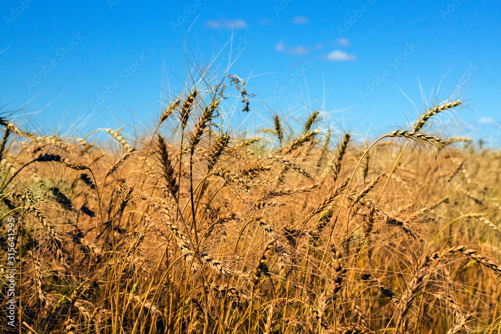 Fototapeta premium rye field