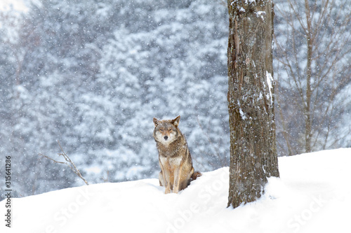 A lone coyote  Canis latrans  sitting in a winter snowfall in Canada