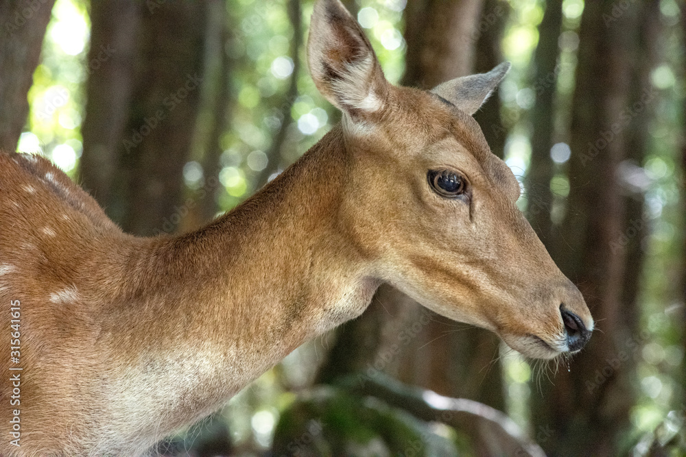 Fototapeta premium Fallow Doe