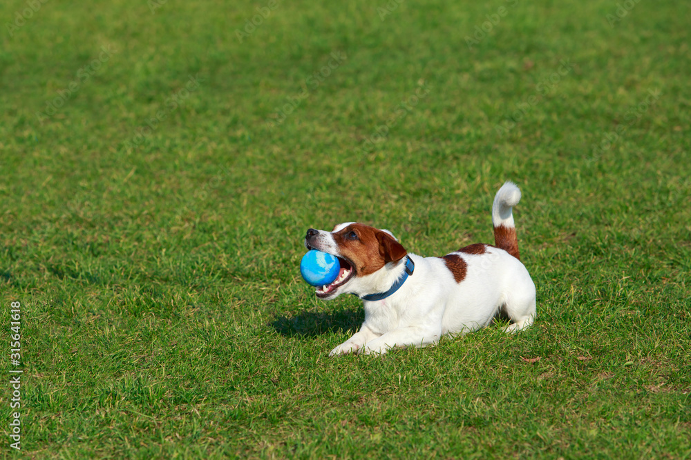 Dog breed Jack Russell Terrier