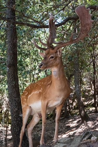 Fallow Deer Stag