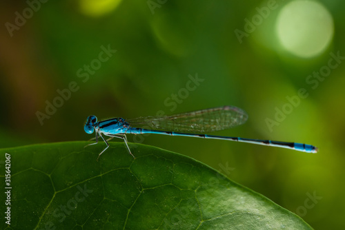 Blue dragonfly on leaf in the forest.