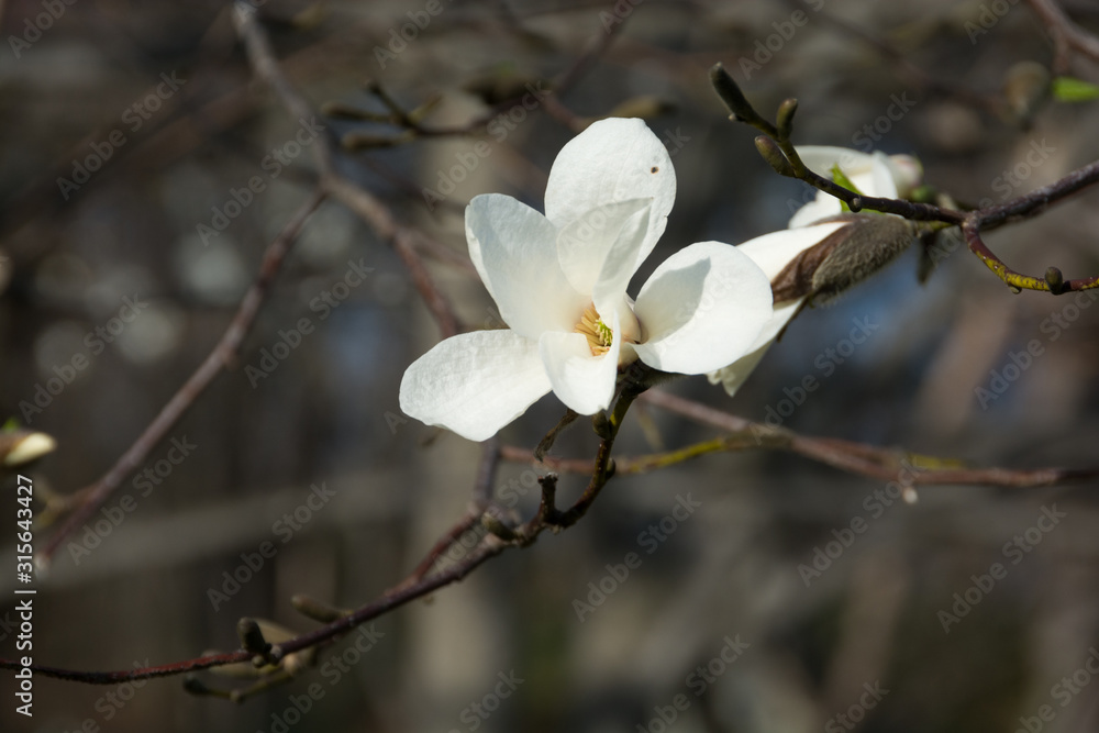 コブシの花