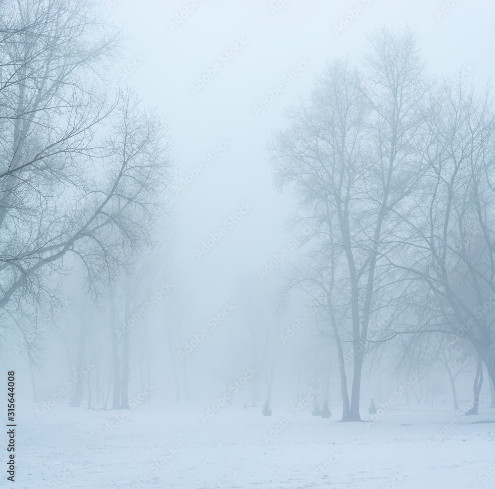 winter's tale , trees in the frost winter's tale , trees in the frost