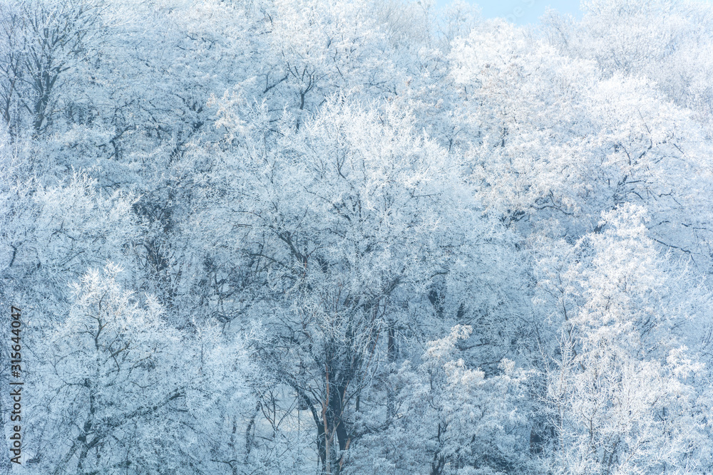 Fototapeta premium winter's tale , trees in the frost