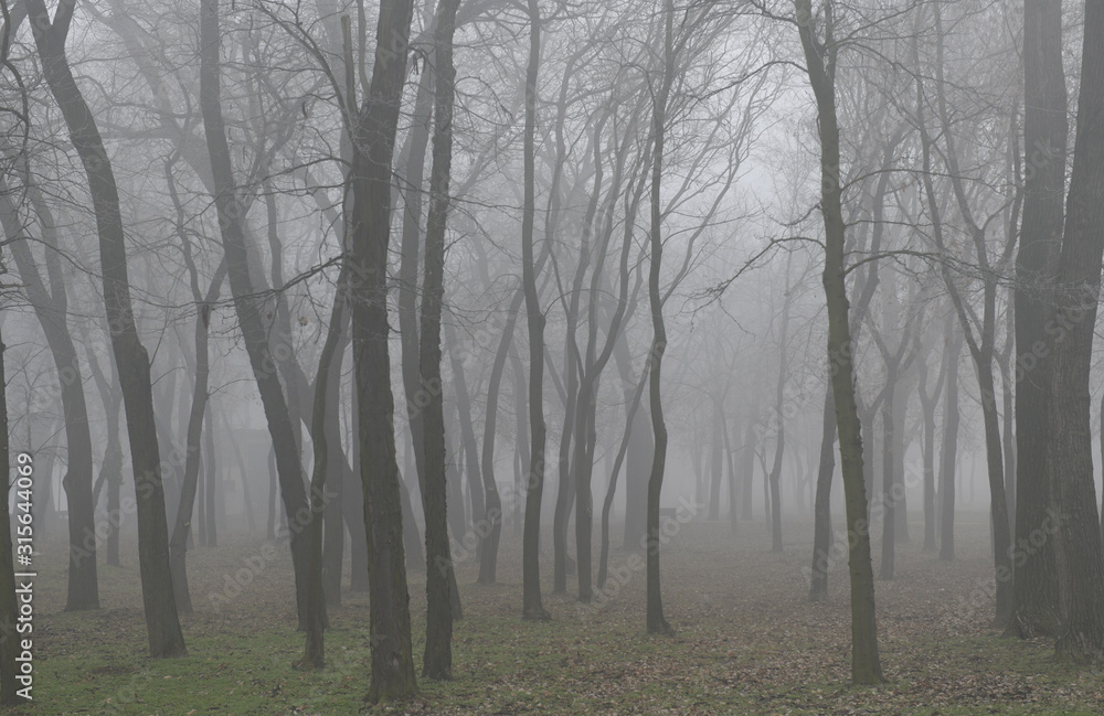 Mysterious foggy forest in winter Mysterious foggy forest in winter