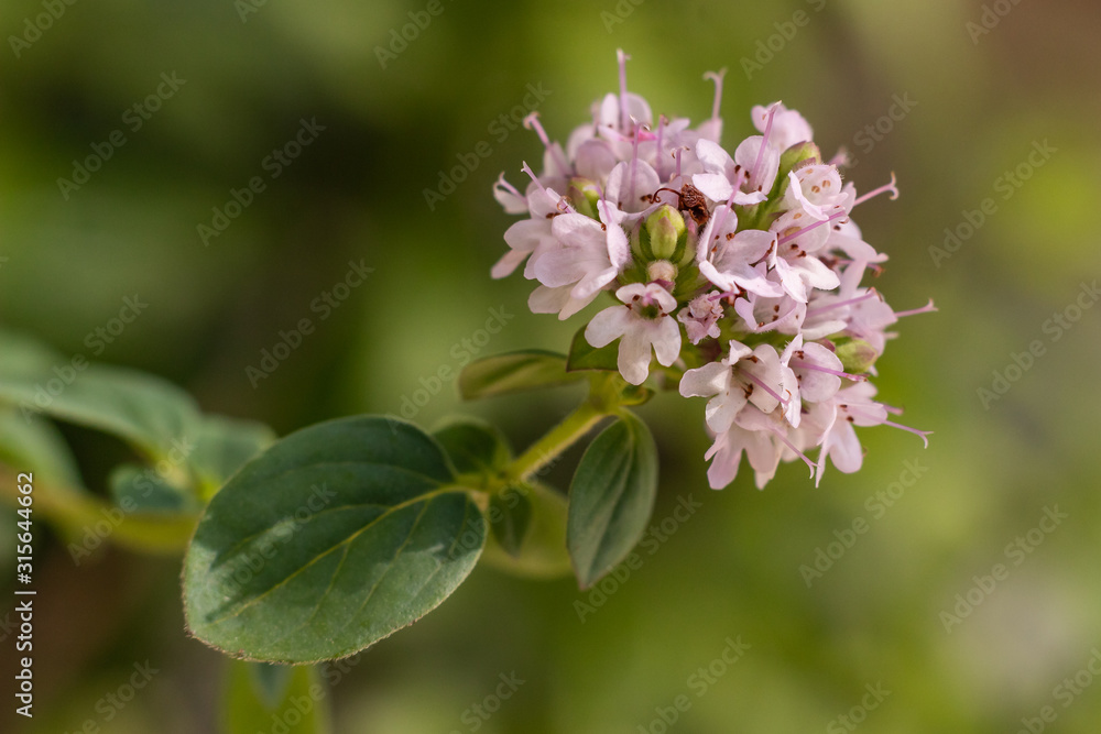 Obraz premium Flor de orégano (Origanum vulgare) con fondo verde en entorno natural