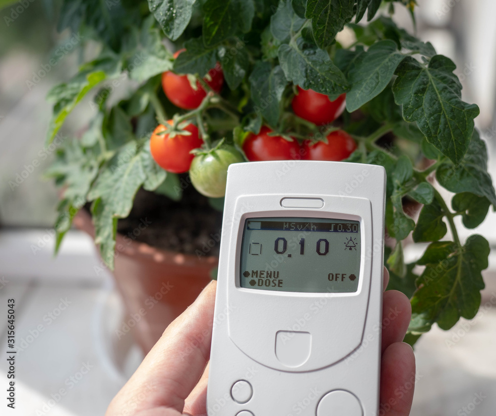 Foto Stock Measurement of radiation background. Cherry tomato bush, Geiger counter dosimeter in
