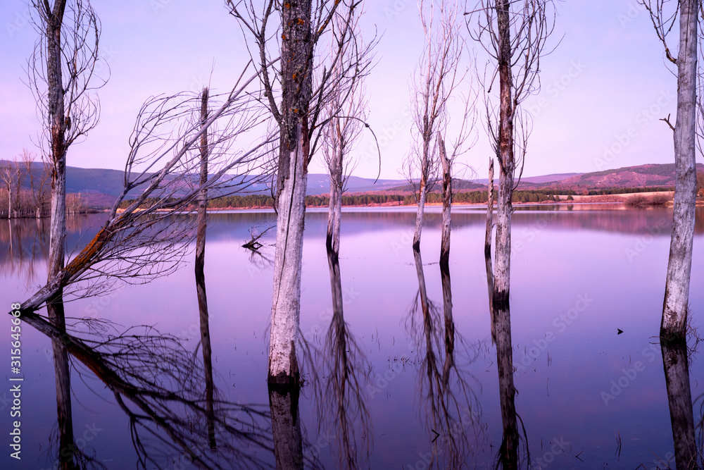 trees in lake at sunset