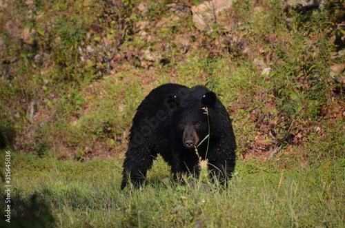 Brown Bear