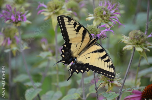 Tiger Swallowtail Butterfly on flower