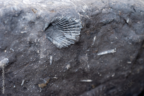 Mollusc fossil in rock