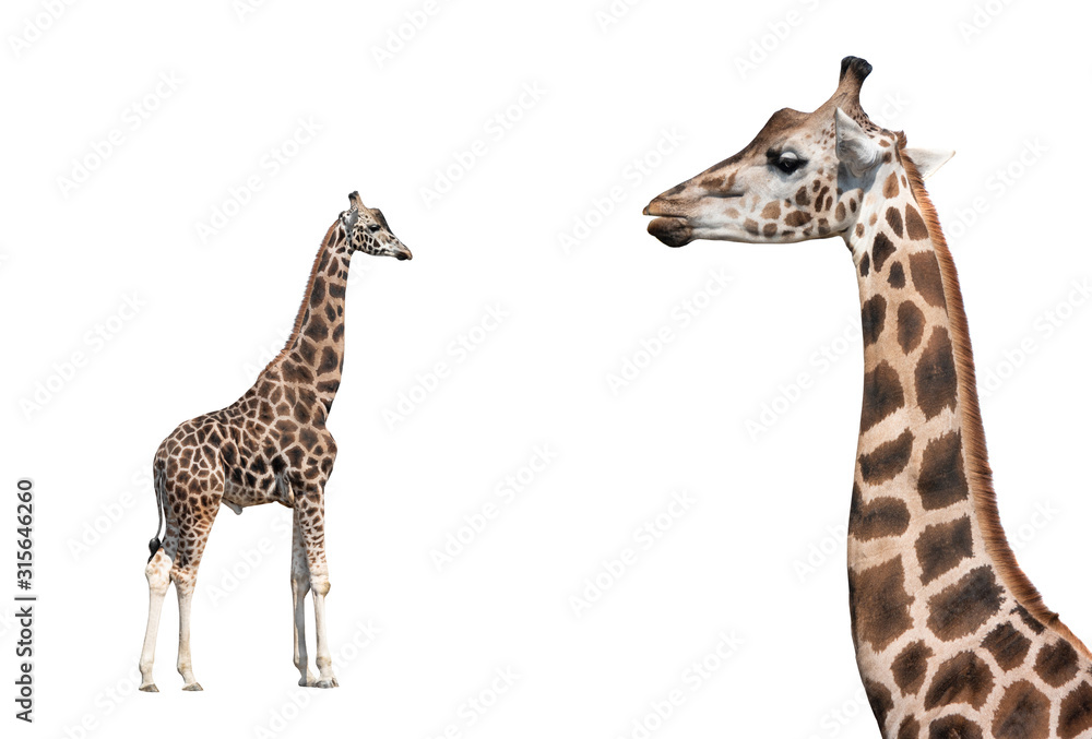 Portrait of a giraffe isolated on a white Portrait of a giraffe isolated on a white