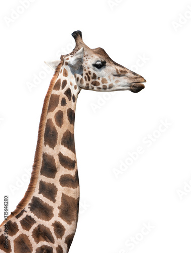 Portrait of a giraffe isolated on a white