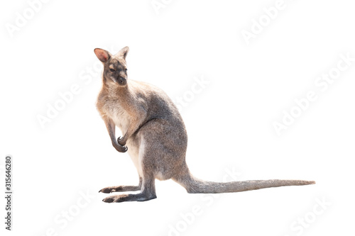 Kangaroo stands on a isolated white © fotomaster