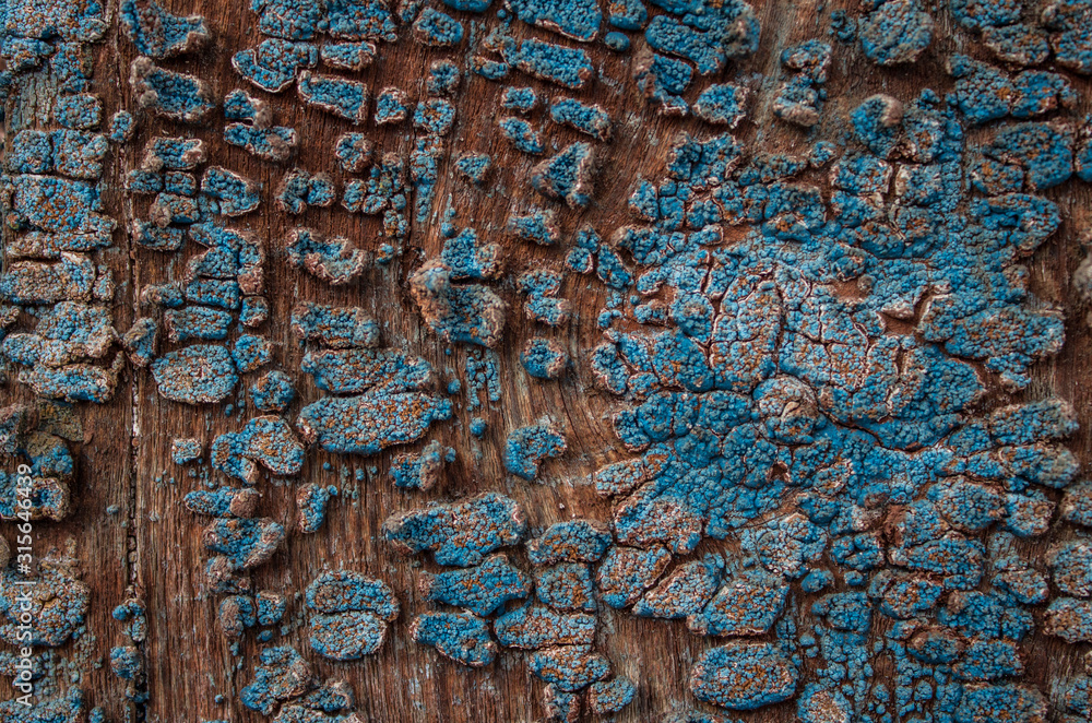 Vintage rough wooden surface with remnants of old blue paint and tree-dwelling lichen