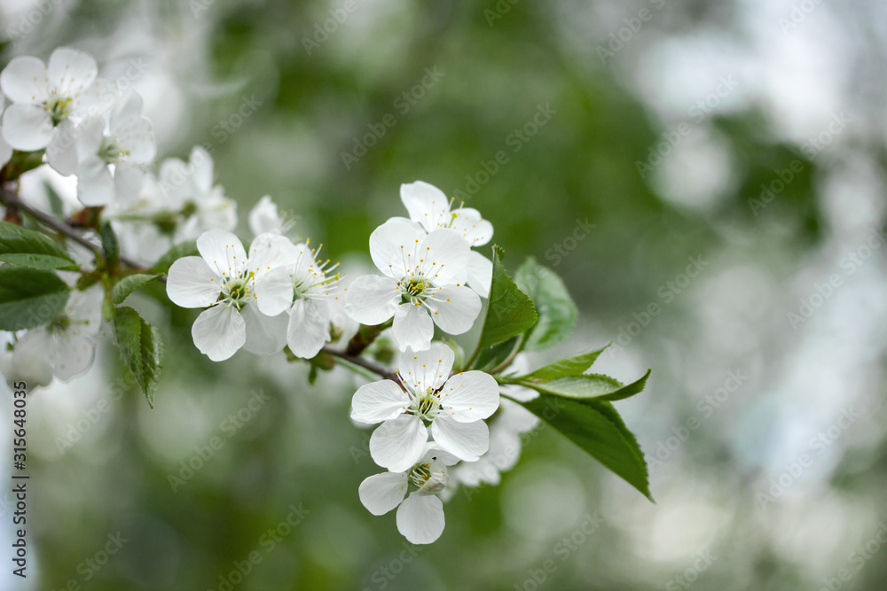 Cherry tree blossoms with white flowers in spring on a green blurred background Cherry tree blossoms with white flowers in spring on a green blurred background