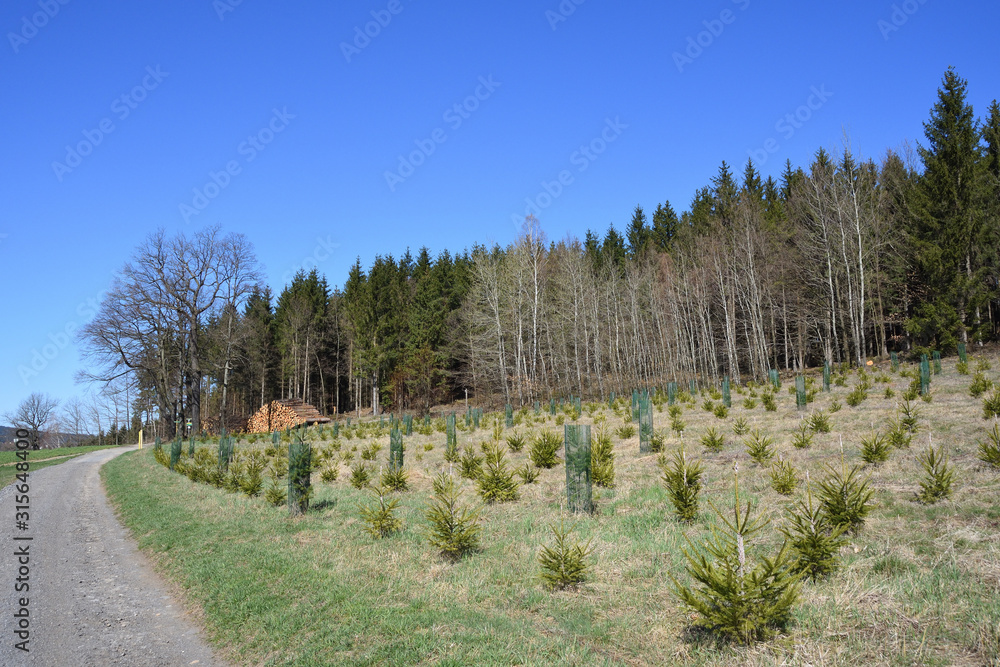 Fototapeta premium Wiederaufforstung in der Oberlausitz