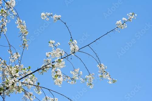 Unclouded blue skies and blossoming cherry tree in spring
