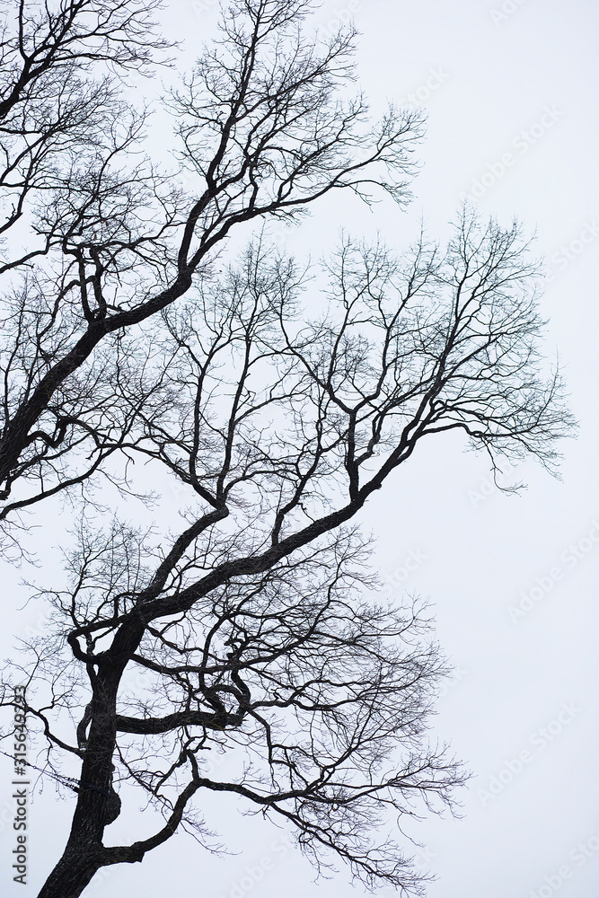 Naked branches of a tree against blue sky close up. Silhouette naked branches of a tree against blue sky close up. Natural color silhouette of a leafless tree against an overcast sky. Naked branches of a tree against blue sky close up. Silhouette naked branches of a tree against blue sky close up. Natural color silhouette of a leafless tree against an overcast sky.