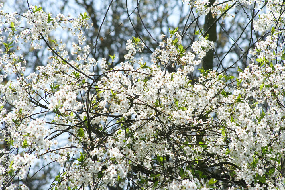 Flowering cherry tree. Closeup white beautiful cherry flowers on a branch Flowering cherry tree. Closeup white beautiful cherry flowers on a branch