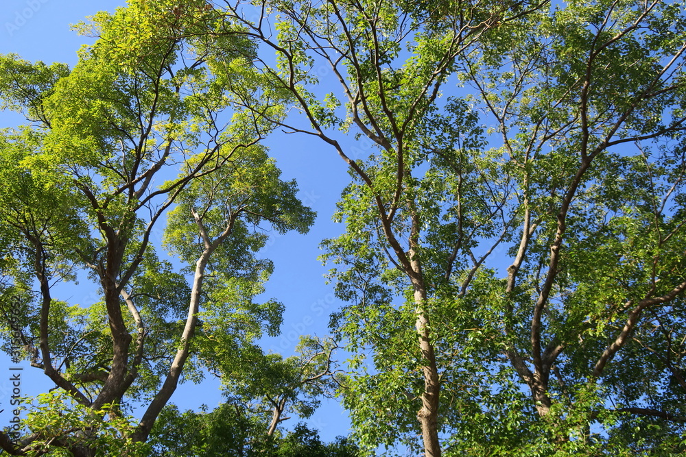 Obraz premium 朝の樟と冬空