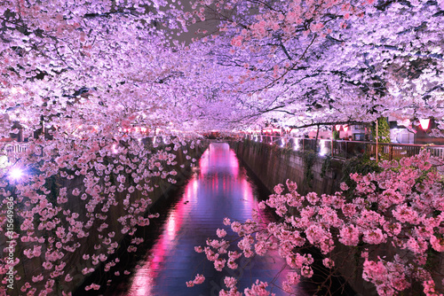 目黒川の夜桜　ライトアップ