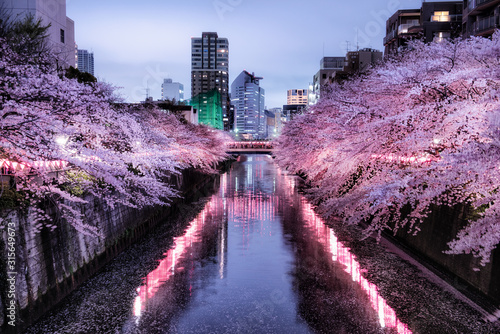 目黒川の夜桜　ライトアップ