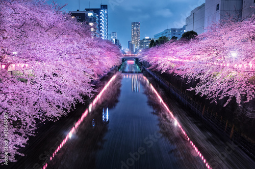 目黒川の夜桜　ライトアップ