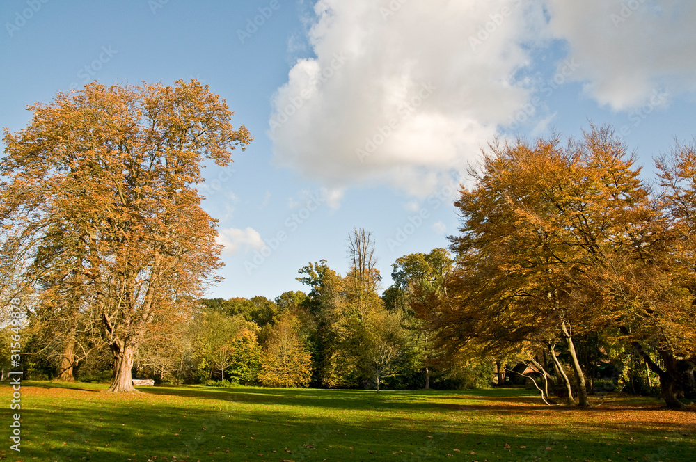 Autumn park trees