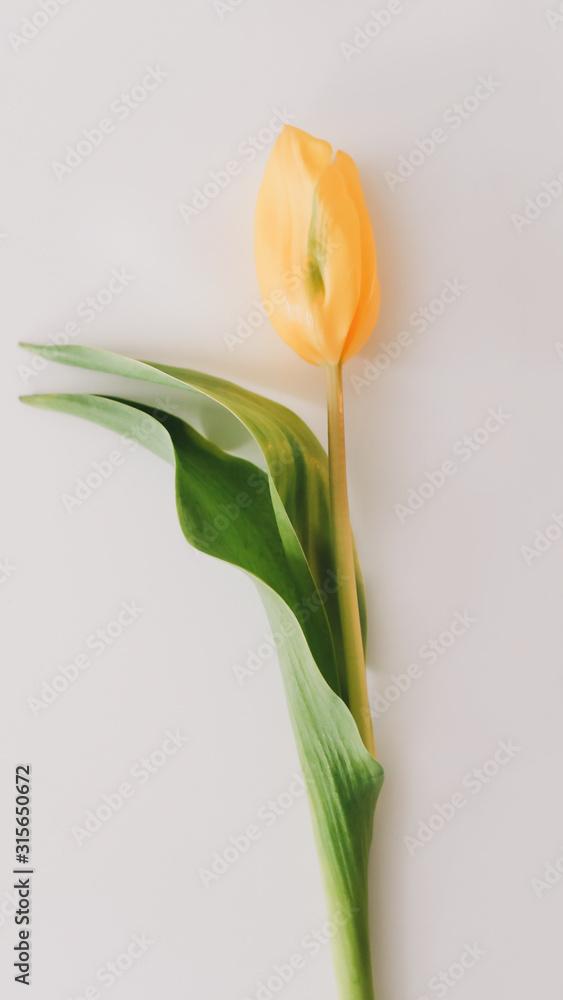 Obraz premium Yellow tulip on white background. Top view feminine flatlay. Concept of holiday, birthday, Easter, International Womens Day. 