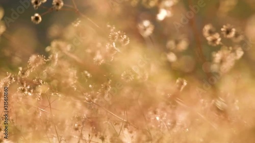 abstract floral background