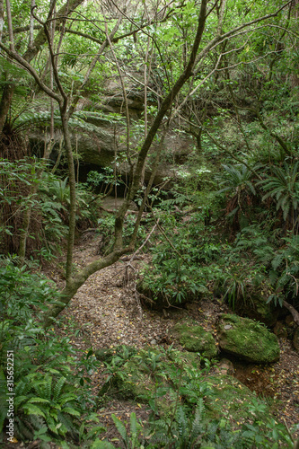 Trotters Gorge. Hillgrove. Otago New Zealand. Forest