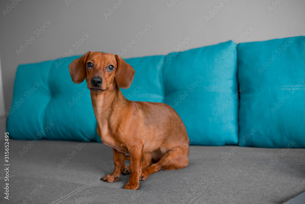 Close up of dachshund puppy, dog sits on the sofa, smart looking puppy.. Close up of dachshund puppy, dog sits on the sofa, smart looking puppy..