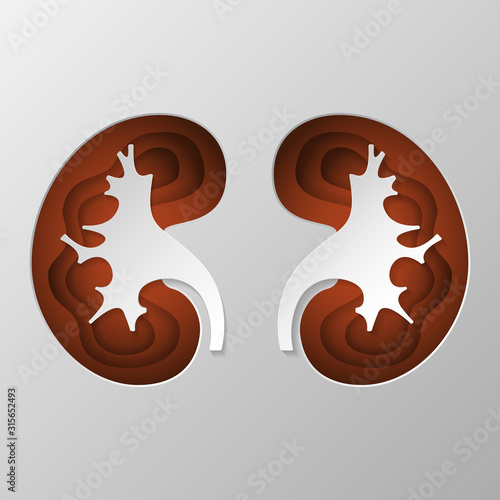 The brown silhouette of the kidney is carved on paper.