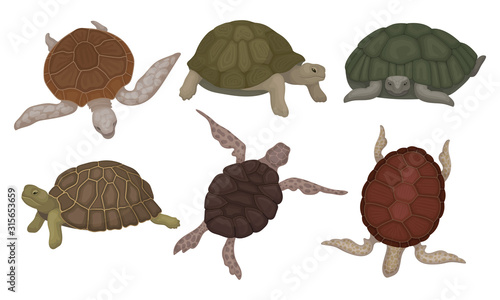 Sea Turtles and Land Tortoises from Different Perspectives Isolated on White Background Vector Set