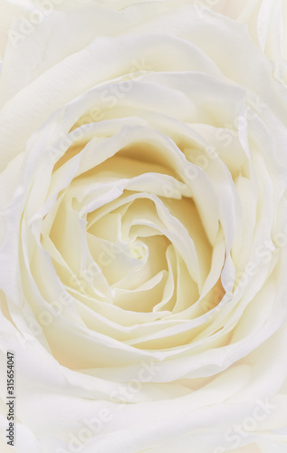Soft focus  abstract floral background  white rose flower. Macro flowers backdrop for holiday brand design