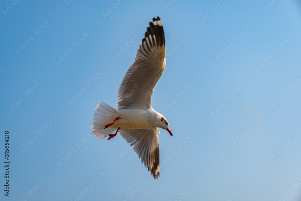 Obraz premium Seagull flying on the sea in Thailand
