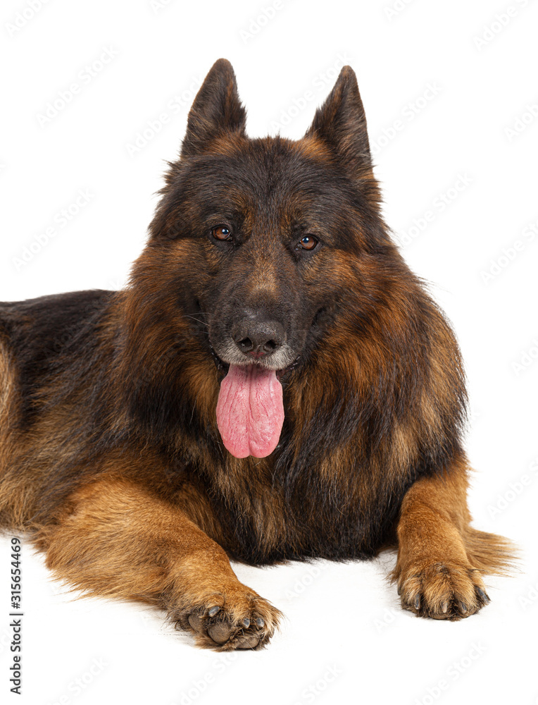 Portrait of a german shepherd dog isolated on white background Portrait of a german shepherd dog isolated on white background